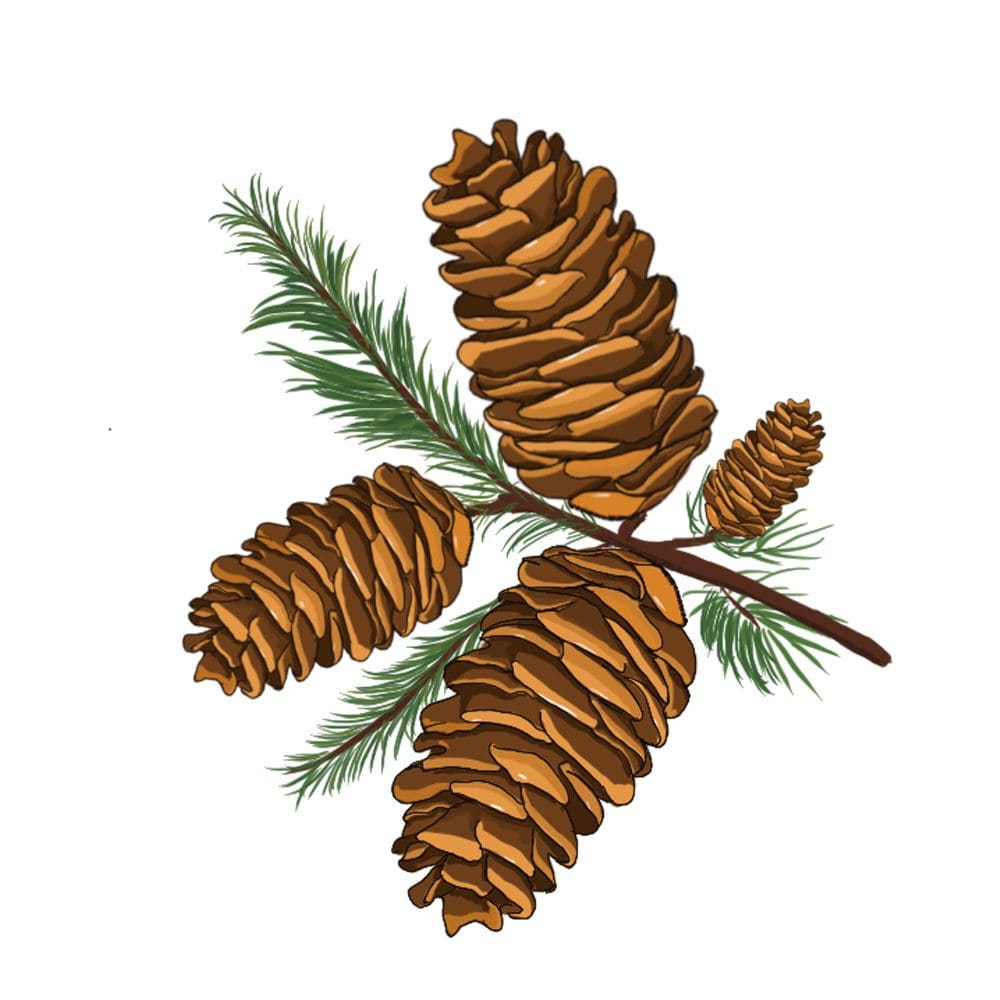 Pine Cone Estates Logo